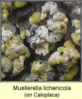 Muellerella lichenicola