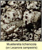 Muellerella lichenicola