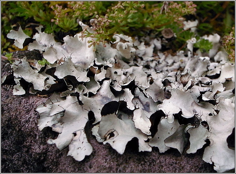 Parmotrema perlatum