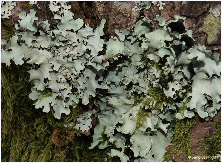 Parmotrema perlatum