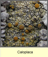 Caloplaca crenulatella