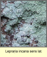 Lepraria incana sens lat