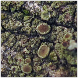 Lecanora conizaeoides