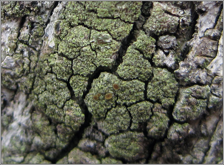 Lecanora conizaeoides