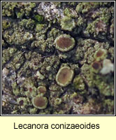 Lecanora conizaeoides