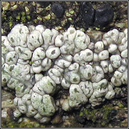 Lecanora