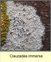 Clauzadea immersa