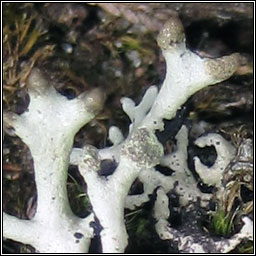 Hypogymnia tubulosa