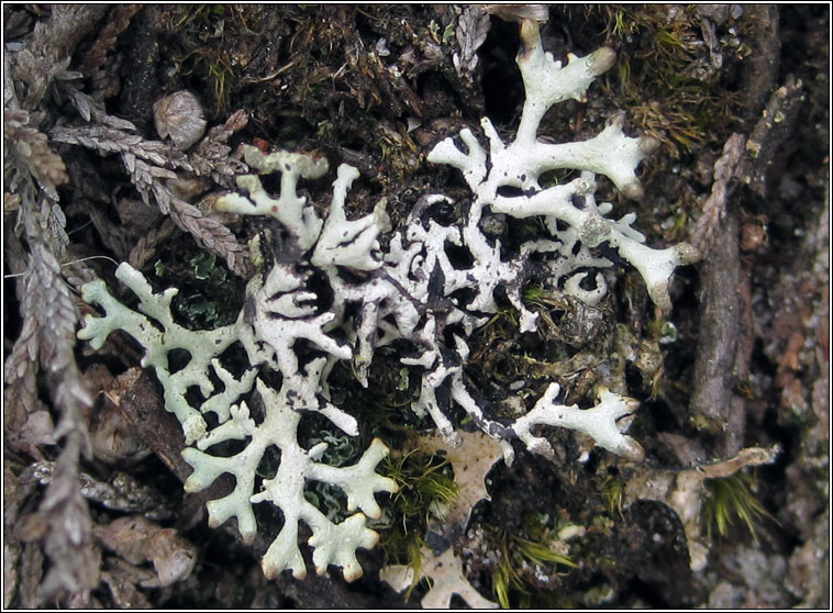 Hypogymnia tubulosa