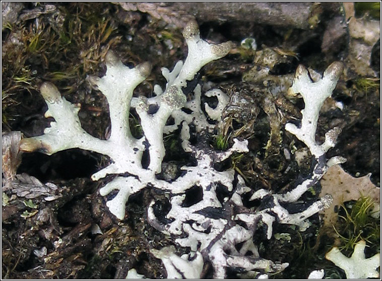 Hypogymnia tubulosa