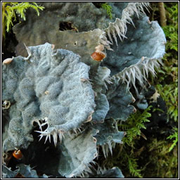 Peltigera membranacea