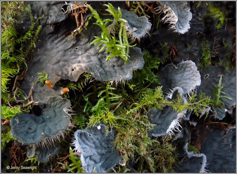 Peltigera membranacea