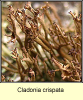 Cladonia crispata