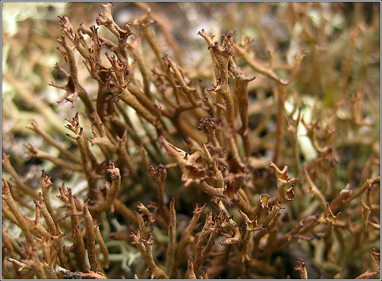 Cladonia crispata