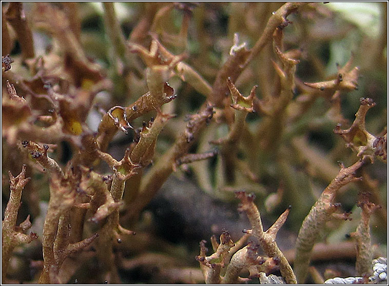 Cladonia crispata