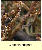 Cladonia crispata