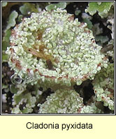 Cladonia pyxidata