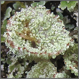 Cladonia pyxidata