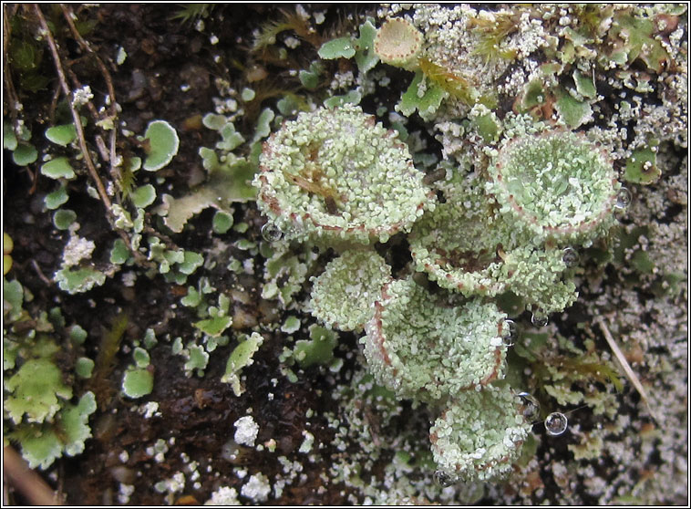 Cladonia pyxidata