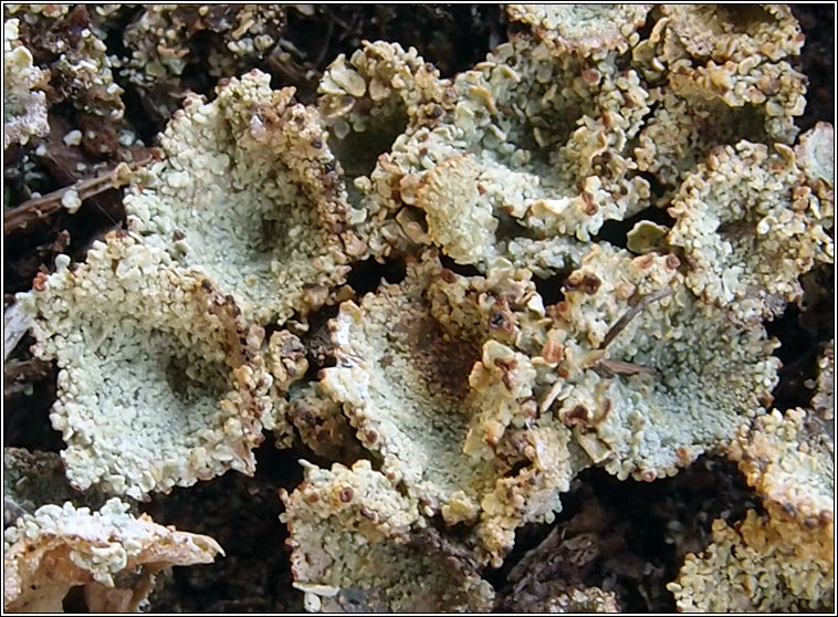 Cladonia pyxidata