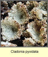 Cladonia pyxidata