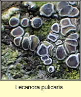 Lecanora pulicaris