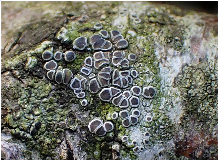 Lecanora pulicaris