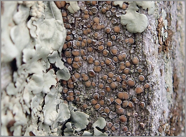 Lecanora pulicaris