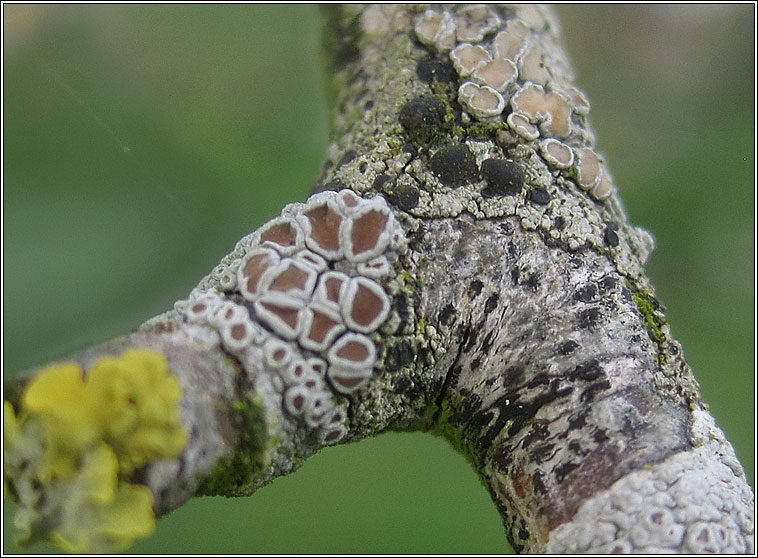 Lecanora pulicaris