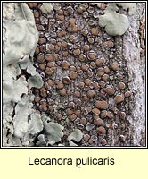 Lecanora pulicaris