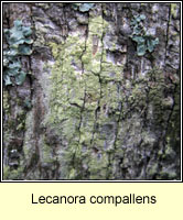 Lecanora compallens