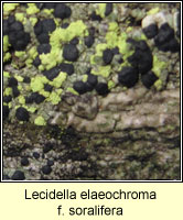 Lecidella elaeochroma f soralifera