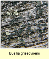 Buellia griseovirens