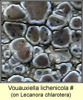 Vouauxiella lichenicola