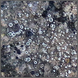 Myriolecis dispersa, Lecanora dispersa