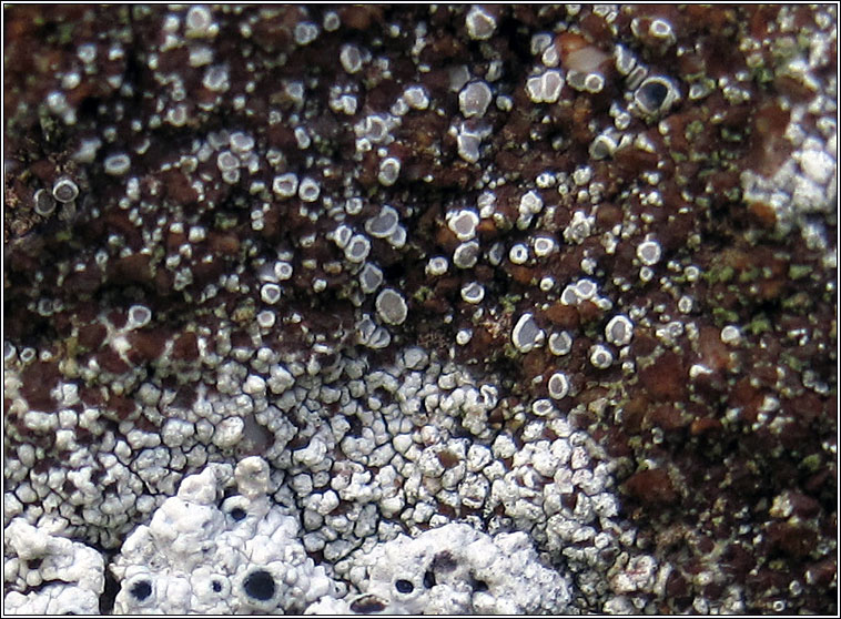 Lecanora dispersa