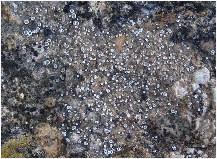 Lecanora dispersa