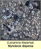 Myriolecis dispersa (Lecanora dispersa)