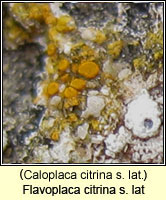 Flavoplaca citrina agg (Caloplaca citrina agg)