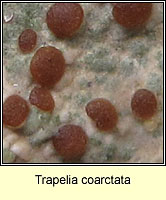 Trapelia coarctata