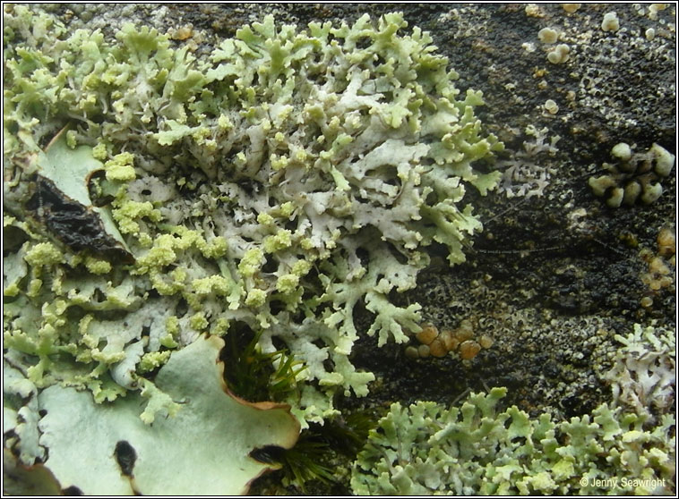 Physcia tenella