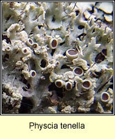 Physcia tenella