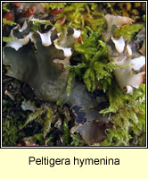 Peltigera hymenina