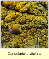 Candelariella vitellina