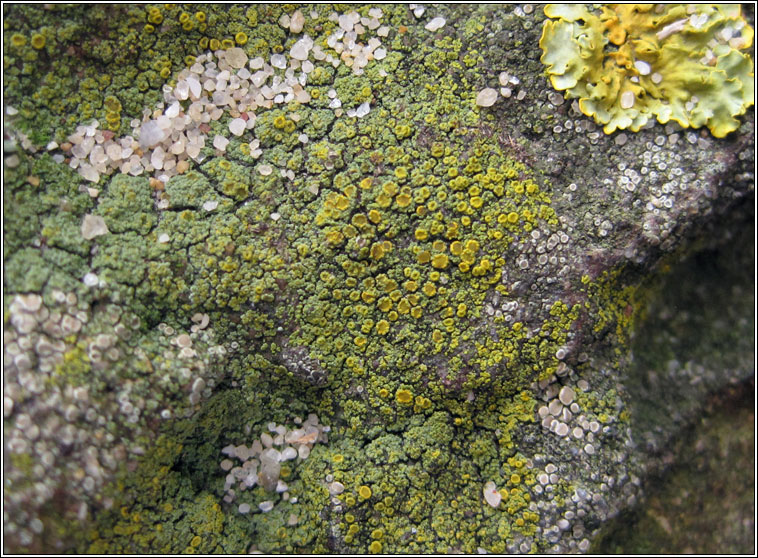 Candelariella vitellina