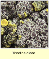 Rinodina oleae