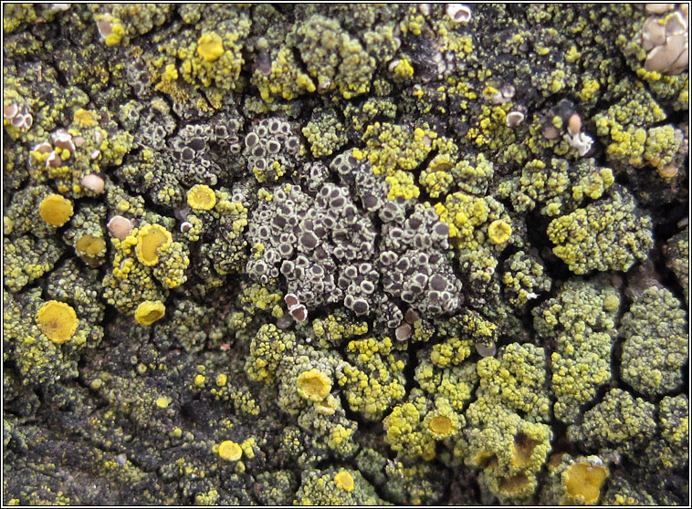 Lichen - Rinodina oleae