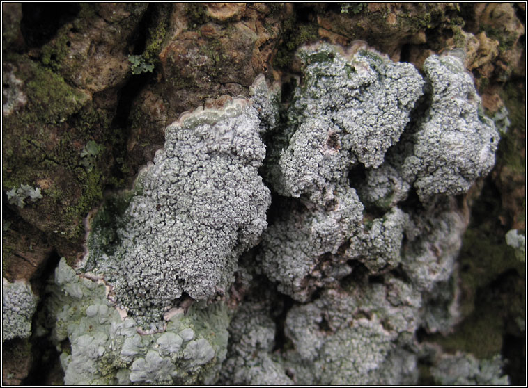 Pertusaria albescens var corallina