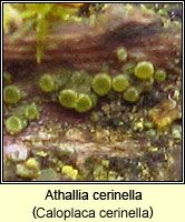 Athallia cerinella (Caloplaca cerinella)