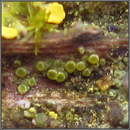 Athallia cerinella, Caloplaca cerinella